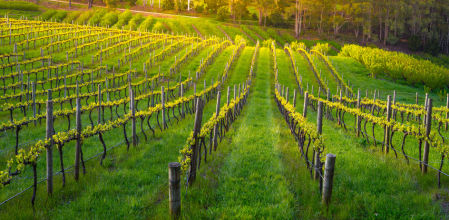 El impacto del cambio climático en los viñedos españoles: ¿cómo se está adaptando el sector?