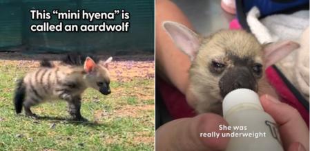 Los rescatadores cuidaron a este lobo de tierra hasta que recuperó su salud y luego le liberaron