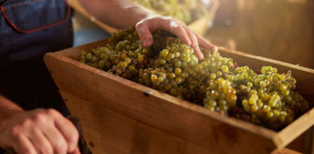 Cómo se elabora un vino desde la viña hasta la copa
