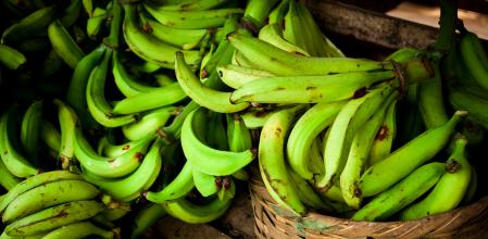 Plátanos verdes&nbsp;&nbsp;
