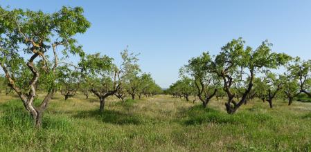 Reto visual: ¿Puedes ver la amapola en este campo?