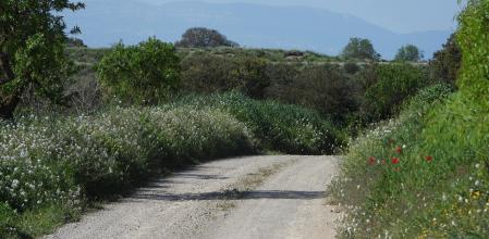 Reto visual: ¿Puedes ver una perdiz en el camino?