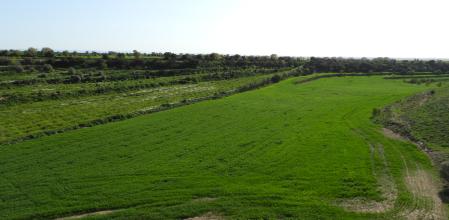 Reto visual: ¿Cuántos conejos puedes ver en esta imagen?