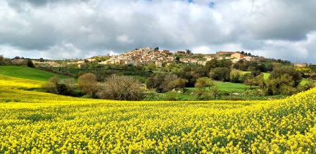 Narcís Serrat muestra el paisaje amarillo de Montoliu de Segarra. En primavera se ve de este color debido al cultivo de la colza, que tiñe los campos de esta zona ya
