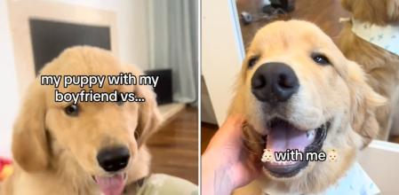 La hilarante diferencia en el comportamiento de un golden retriever respecto a su dueña y su pareja: “Quiere más a tu novio que a ti”
