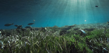 Pradera de posidonia replantada en Formentera, una acción impulsada por Cofidis para preservar los ecosistemas marinos del Mediterráneo