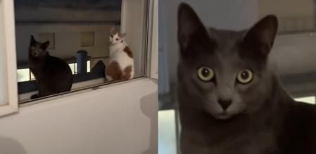 Los gatos quedaron sorprendidos con la banda musical de Semana Santa