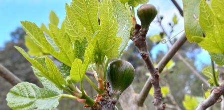 Fruto de la higuera, en la primavera de Ullastrell.