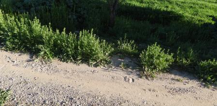 Reto visual: ¿Eres capaz de ver a la mariposa?