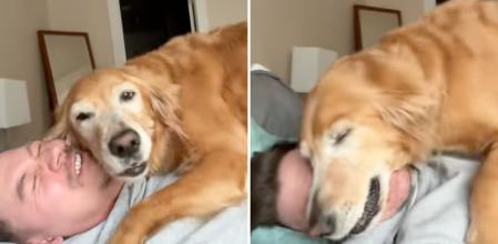Graba la “agresión adorable” de su golden retriever y emociona: “Es un ángel y debería ser inmortal”