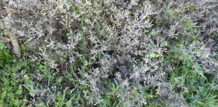 Reto visual: ¿Eres capaz de ver las dos hojas secas del roble?