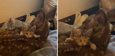 La emotiva amistad de un bebé de gato y un cervatillo rescatado tras la muerte de su madre que enternece: “De esto están hechas las películas de Disney”