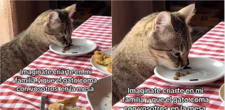 Comía de su pienso en su propio plato