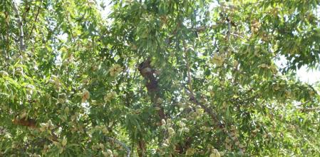 Un almendro en el Almanzora