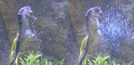 El curioso parto de un caballito de mar dando a luz a cientos de crías que no ha dejado indiferente a nadie: “Es como estornudar muchas veces”