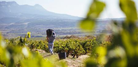 Los viñedos de Rioja