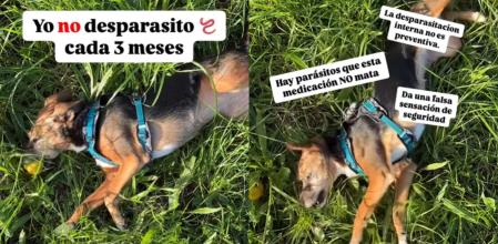 La veterinaria Carmen Barreiro advierte sobre la ineficacia de la desparasitación interna