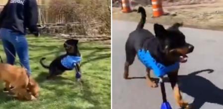 La emotiva escena en la que un Rottweiler prueba por primera vez la prótesis para la pata que le falta: “Puedes ver su sonrisa”