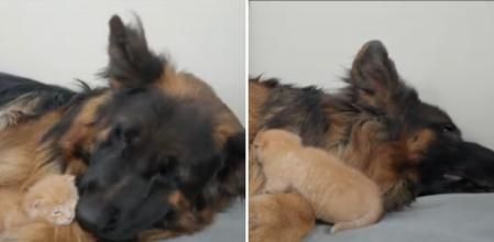 La emotiva reacción entre un pastor alemán y un bebé gatito rescatado de la calle que enternece: “Se niega a dormir sin él”
