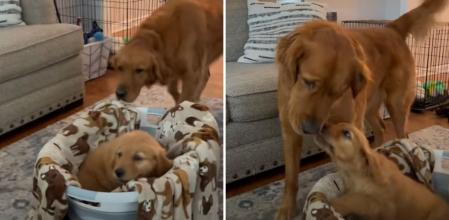 La emotiva reacción de un golden retriever cuando se encuentra a un cachorro dentro de casa: “Debería llamarlo 'mini yo'”