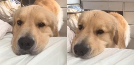 El golden retriever ha conquistado a los usuarios con su mirada