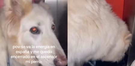 El perro comenzó a vomitar en el ascensor