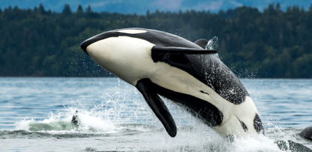 La IA Finwave identifica a las orcas con una precisión del 92%