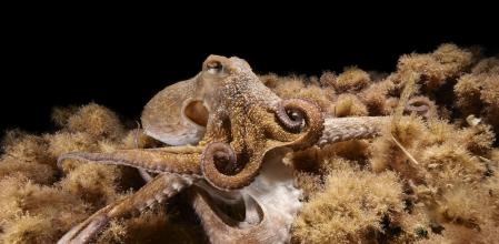 Los pulpos desaparecen de las costas gallegas&nbsp;