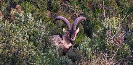 Cabra salvaje en Montserrat.