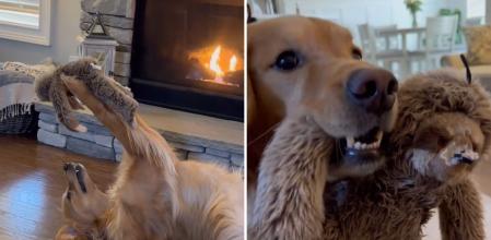 El entrañable comportamiento de un golden retriever con sus juguetes: “Los gestos valen mucho más que las palabras”