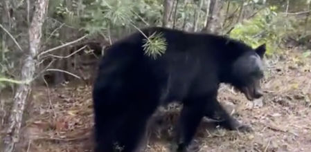 Algunos usuarios restaron importancia al peligro, recordando que los osos grizzlies presentan un riesgo mucho mayor