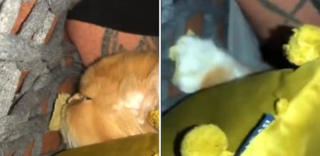 La hilarante reacción de un gato cuando intentan quitarle una de sus patatas fritas: “Nadie puede quitarme lo que adoro comer”