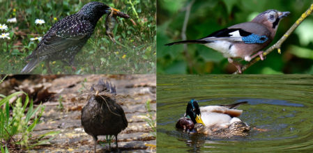 Cuatro tipos de aves que se pueden ver en acción en primavera en el pantano de Vallvidrera.