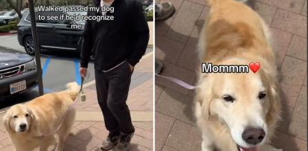 Se cruza con su golden retriever por la calle mientras lo pasea un amigo para ver si la reconoce y la respuesta del peludo enternece: “Estoy convencida de que nos encontraremos en otra vida”