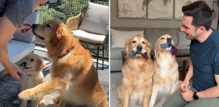 El emotivo vídeo que muestra la evolución que han experimentado dos golden retriever con su dueño: “Los más dulces”