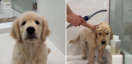 Enseña el primer baño que le da a su cachorro de golden retriever y la gente enternece: “No quiero ser dramático pero moriría por él”
