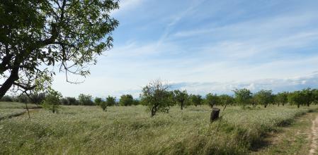 Reto visual: ¿Ves al escribano triguero?