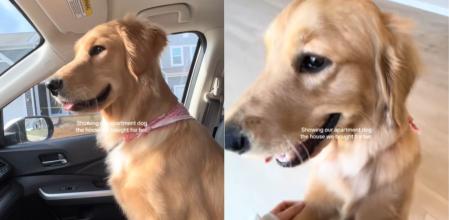 El momento en el que un golden retriever ve por primera vez el espacioso lugar que pronto será su nuevo hogar