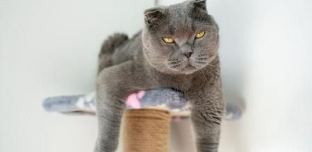 Un gato en un rascador