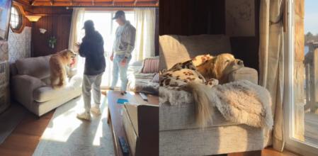 Chili ha quedado encantado con su nuevo sofá