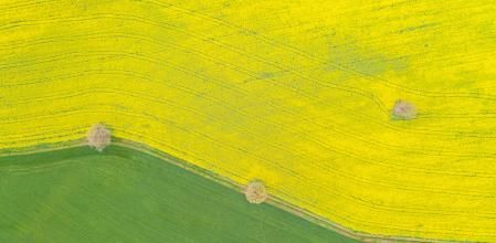 Campo de colza en Osona.