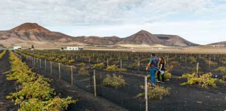 Vendimia de Invierno