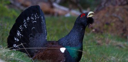 El urogallo (Tetrao urogallus) es una especie catalogada como amenazada en el catálogo de fauna amenazada de Catalunya.