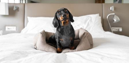 Que tu perro descanse como se merece con esta cama hecha para él.