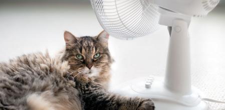 Todo lo que necesitas para mantener a tu gato fresco cuando hace calor