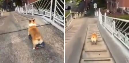 El increíble equilibrio que muestra un corgi subido encima de un monopatín y que deja alucinada a la gente: “Yo bajaría rodando”
