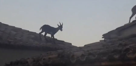 Cabras caminando y saltando por encima de los tejados