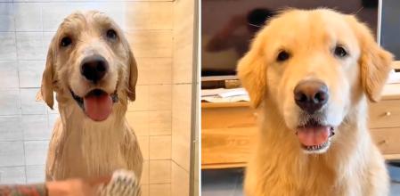 La felicidad que muestra un golden retriever cuando le dan un baño: “Va a durar limpio cinco minutos”