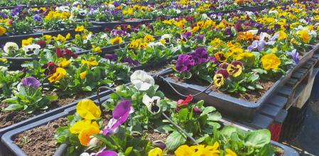Flores de Massa Greens cultivadas en Massalavés