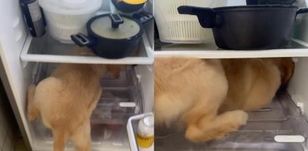 El adorable remedio de una cachorra de golden retriever contra el calor que enternece: “Por favor, déjame quedarme en el cielo de la comida”